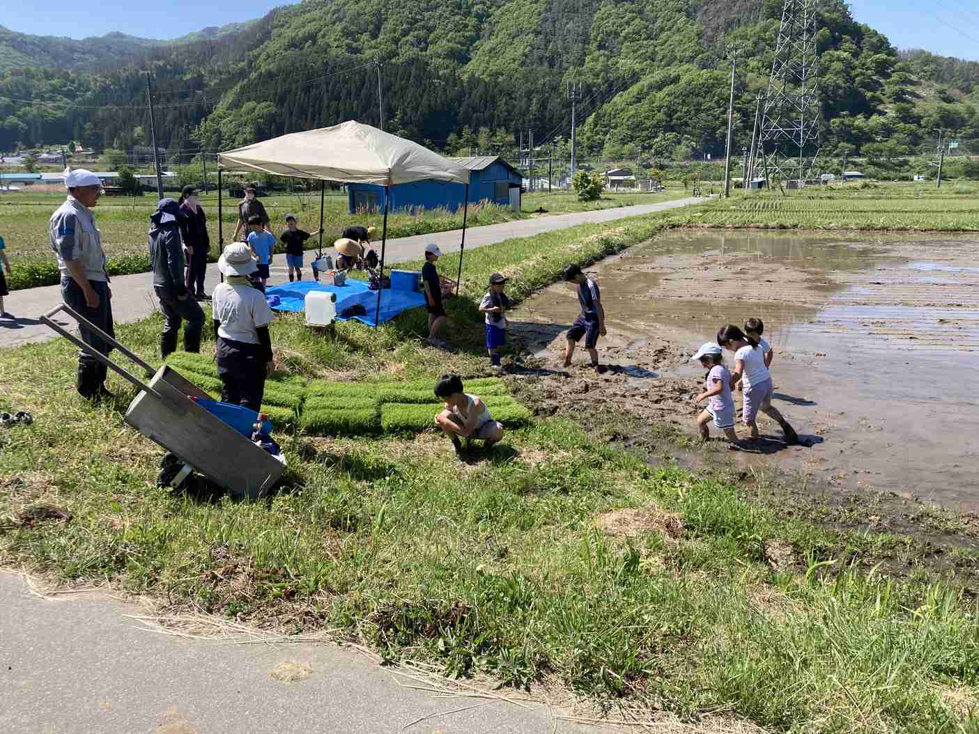 田植え体験